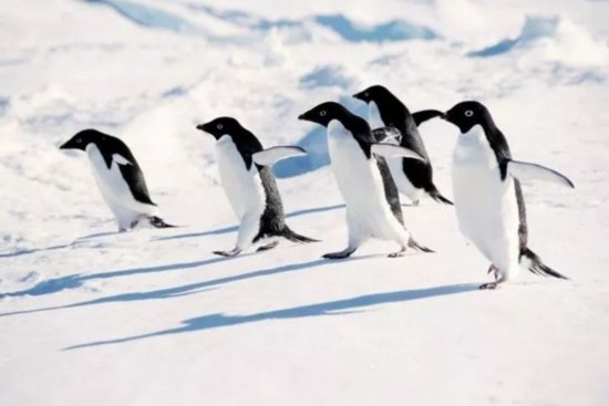 <em>企鹅在</em>北极可以生存吗？曾经有人尝试放养了69只，他成功了吗？