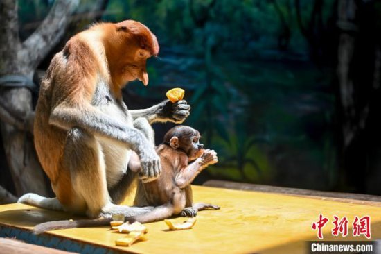 濒危物种长鼻猴落户广州七年 家族不断壮大
