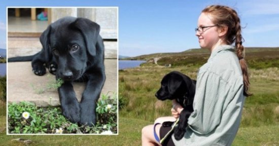 19岁<em>女孩</em>成英国最年轻的导盲犬训练师