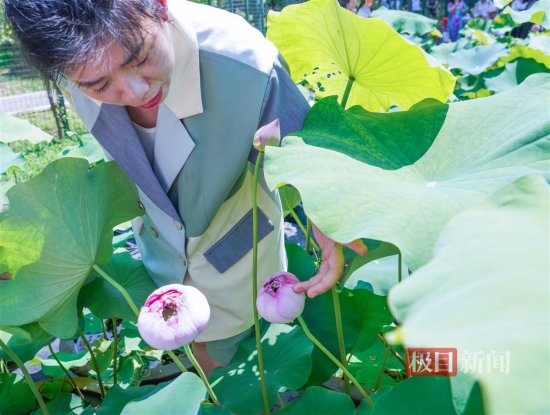 千年古莲，千瓣荷花……珍品莲首现武汉植物园荷花展