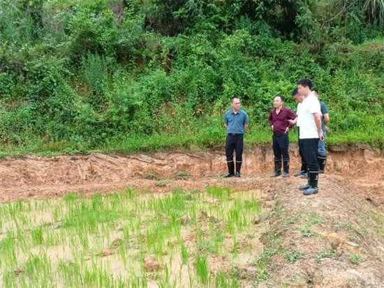石城县自然资源局全力推进承诺耕地种植工作