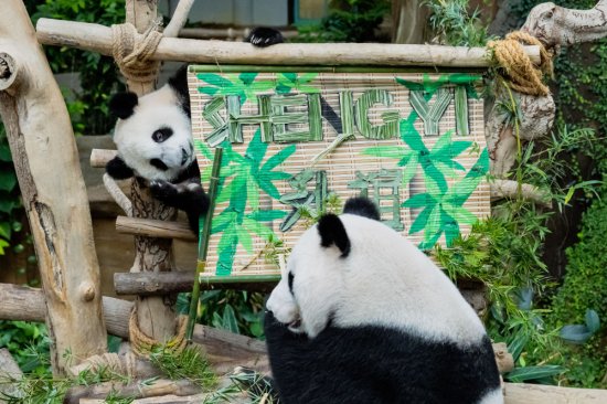 全球连线 | 中国旅马大熊猫“靓靓”的第三只宝宝<em>取名</em>“升谊”