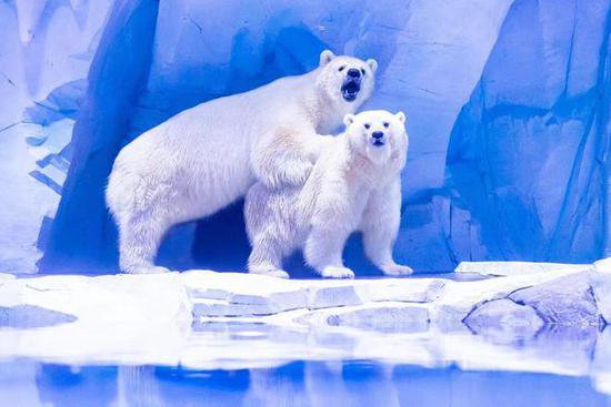 河南有了北极熊！北极熊夫妇安家郑州海昌海洋旅游度假区