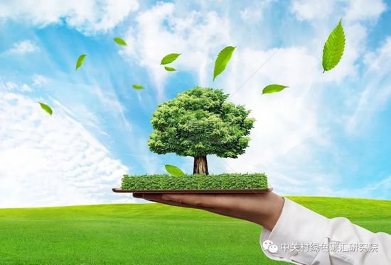 环保科普 | 一棵树的碳汇能力有多大？