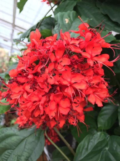 5种华丽的红花藤本花卉，适合盆栽养护，阳台党也能入手