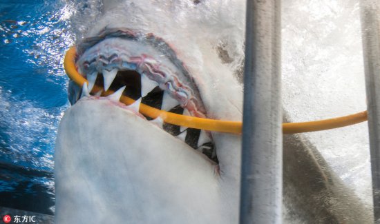 <em>大白鲨</em>尖牙猛咬潜水员氧气输送管