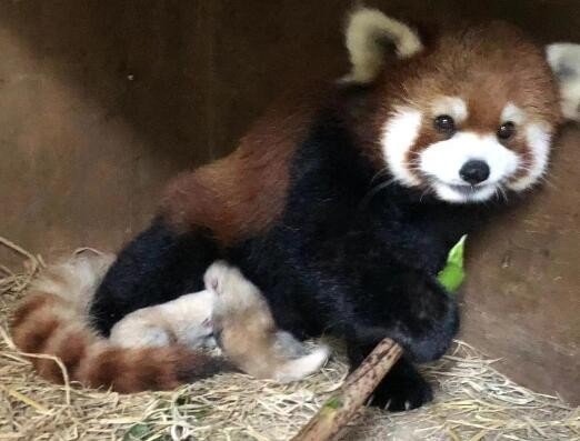 萌化了！合肥野生动物园的两只小熊猫憨萌可爱