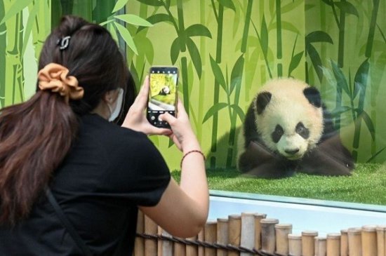 新加坡出生首只大熊猫宝宝首秀迎客