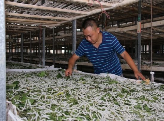 绵阳涪城：打造蚕茧产业利益共同体