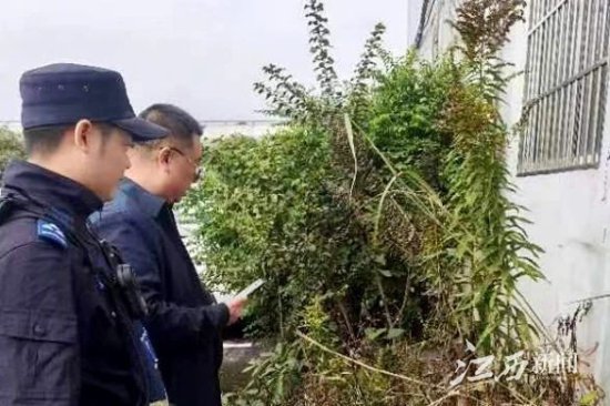萍乡经开区公安分局集中铲除“加拿大一枝黄花”