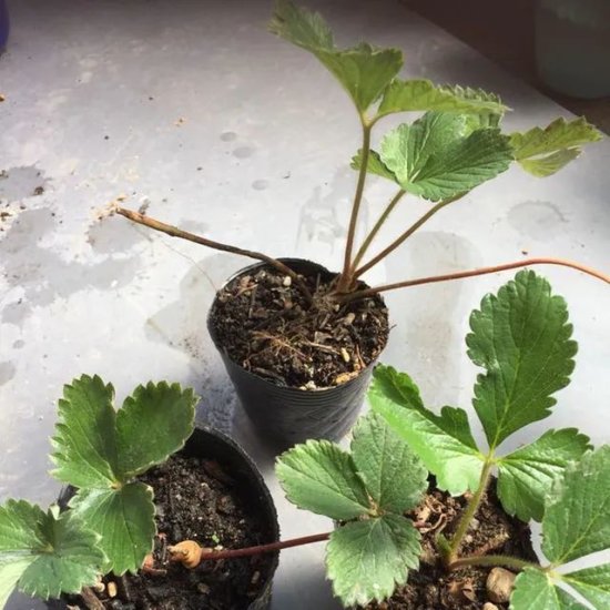 阳台<em>盆栽草莓种植</em>攻略，从幼苗、开花到结果，全过程指导