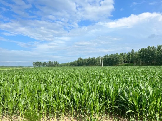 小麦遭“烂场雨”减产被曝每亩赔20元，农户：没有给庄稼买保险...