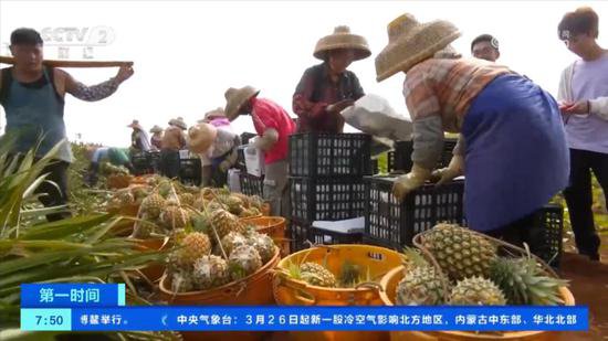 广东徐闻：35万亩菠萝采收 种植户瞄准海外市场