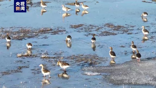 尽显生态美 陕西榆林河口湿地迎来大批候鸟