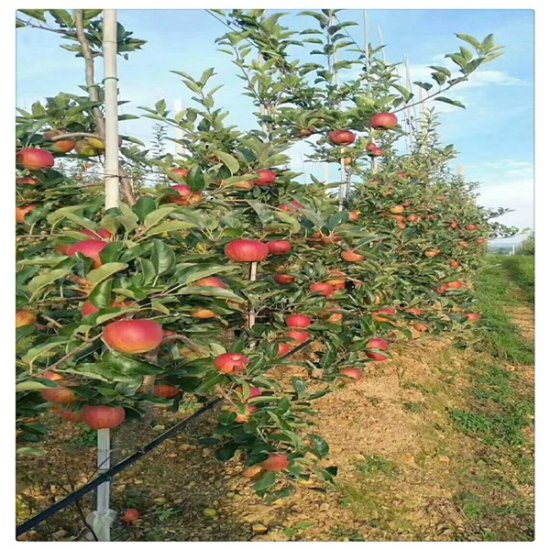 宁远三年苹果苗哪里有卖田骏1公分苹果树苗基地