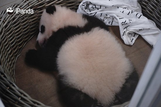 7.3万“粉丝”投票！比利时新生大熊猫双胞胎有名字了