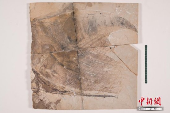 古生物学家研究1.15亿年前<em>的皇帝</em>雷神翼龙化石