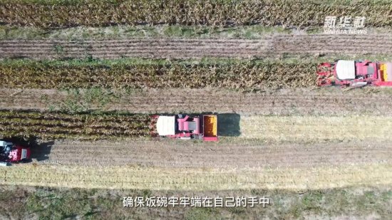新华全媒+｜<em>河南</em>：大豆玉米复合种植实现“一季双收”