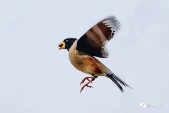西洞庭湖的“爱鸟人” 10余年<em>拍摄</em>鸟照数万张！