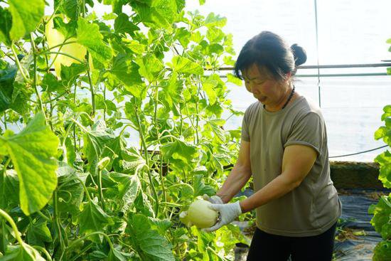 <em>种植技术</em>再提升 不误农时不误工——陕西西安春季农业生产见闻