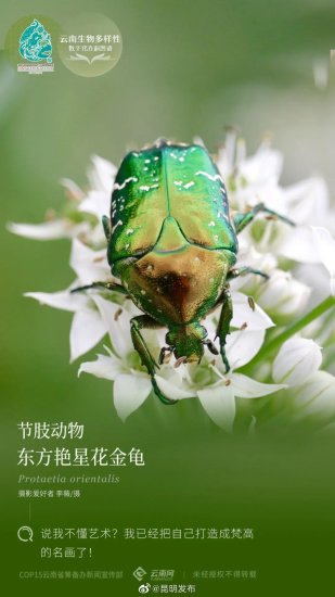 云南生物多样性数字化百科图谱 节肢动物·东方艳星花金龟：说我不...