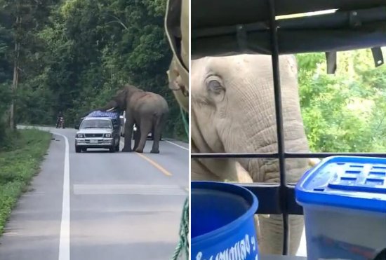 泰国一饥饿大象拦下车辆找食物<em> 一个挨一个</em>搜索似收过路费