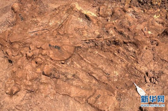 云南省楚雄州多地新发现恐龙化石 即将进行抢救性发掘