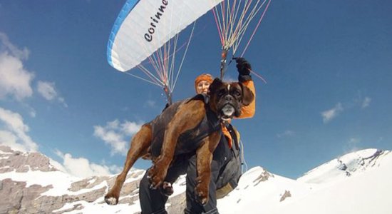 瑞士68岁奶奶酷爱冒险 带<em>宠物</em>狗完成500多次滑翔伞飞行