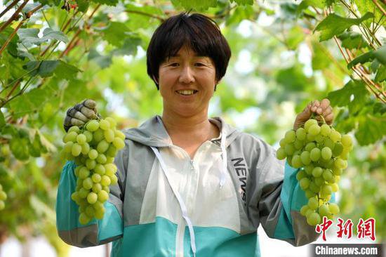 “中国设施葡萄之乡”河北饶阳11万亩葡萄陆续成熟