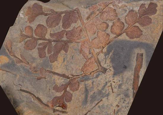 <em>十堰</em>发现3亿多年前古植物化石群 属湖北省首次发现