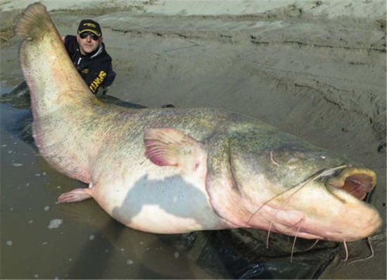 重达300斤湄公河“<em>巨</em>鱼”，引进中国后却长不到15斤，太不争气...