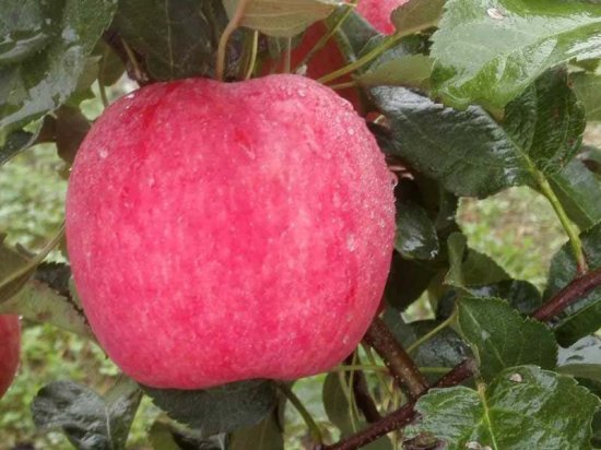 新品种秦脆苹果苗在<em>南方可以种植吗</em>？