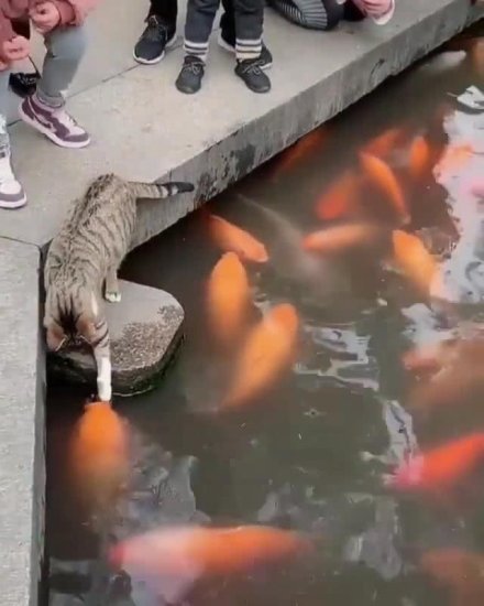 猫趴在池塘想捞鱼，鱼的反应令游客笑喷，鱼：小猫咪，有本事...