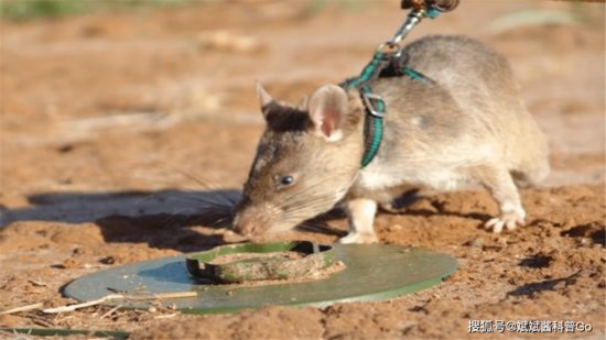柬埔寨“英雄鼠”去世，扫雷5年解除100多起危机，令人肃然起敬