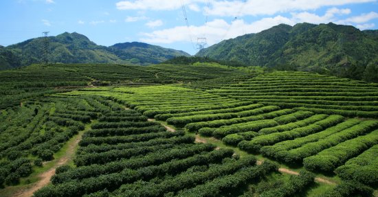 《采茶舞曲》诞生地泰顺弘扬茶文化 打造特色品牌之路