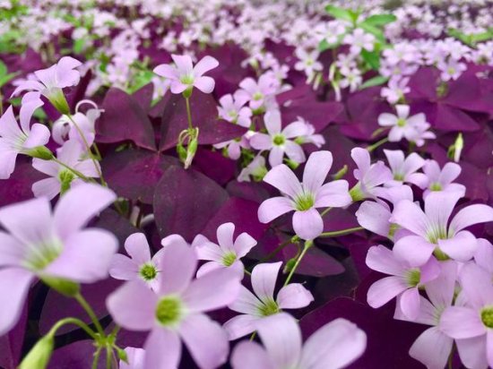 一种“紫叶子<em>花</em>”，<em>不怕</em>热不怕冷，一年三季都开花，叶多花也多