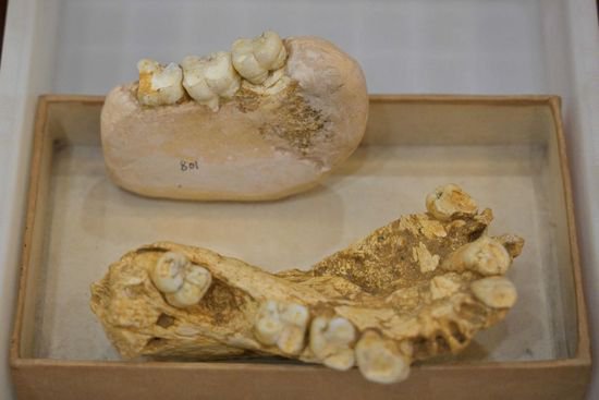 北京：步氏巨猿<em>灭绝</em>之谜揭开 中科院展示巨猿下颌化石