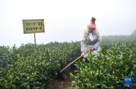 “共富茶”香，跨越2000公里的山海情缘——浙江安吉黄杜村与...