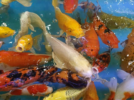 金鱼是我国特有的<em>一种鱼</em>它们的颜色很鲜艳小巧玲珑特别可爱