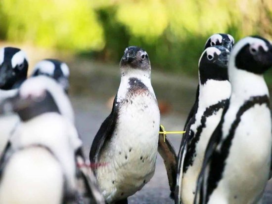 上海动物园企鹅宝宝“哔哩”上演开年首秀