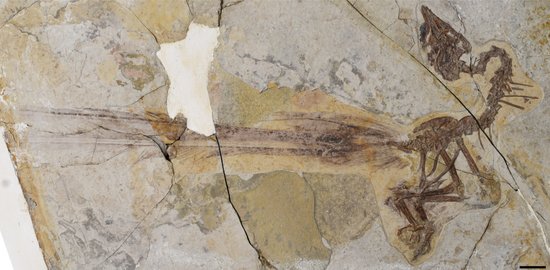 1.2亿年前这种小鸟，<em>吸引异性</em>用哪招？