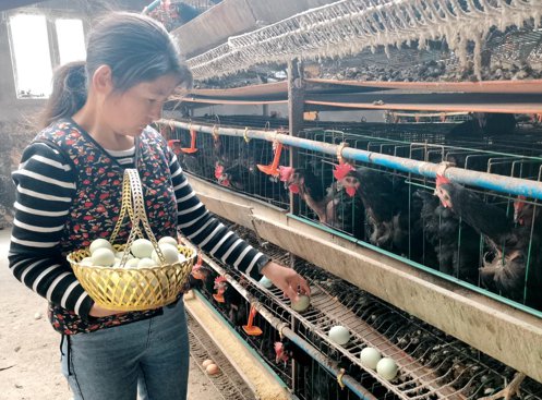 英吉沙县：养鸡产业兴旺 点亮乡村振兴之路