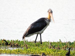 巨鸟秃鹳首次现身滇池