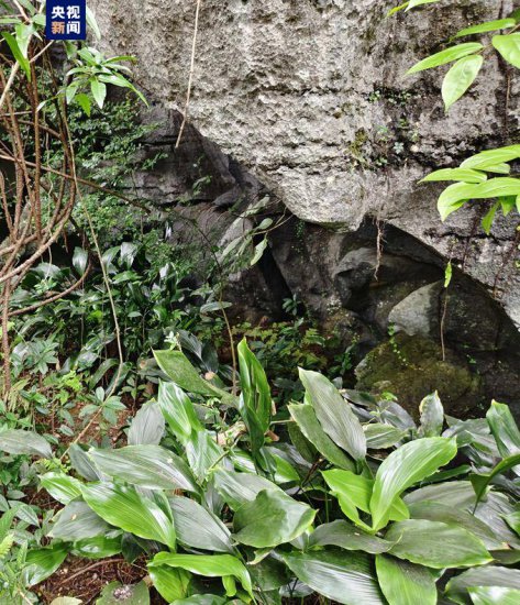 <em>销声匿迹</em>70多年 岩溶特有珍稀植物在广西重现