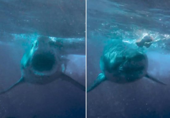 美媒：水下摄影师近距离拍到大白鲨张<em>大嘴</em>捕食画面