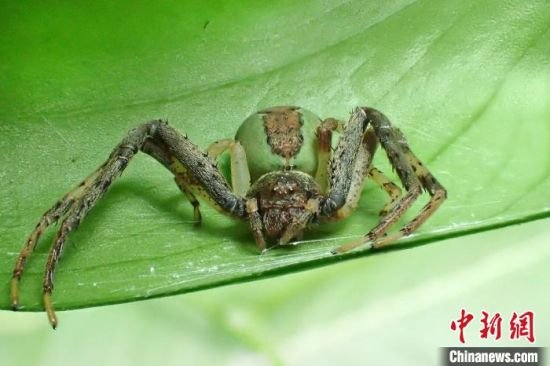 中国首次发现蟹蛛科伊班蛛属蜘蛛