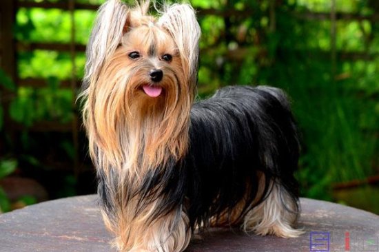 Sbike动植物百科：世界<em>十大体型</em>最小的宠物狗品种<em>排行</em>