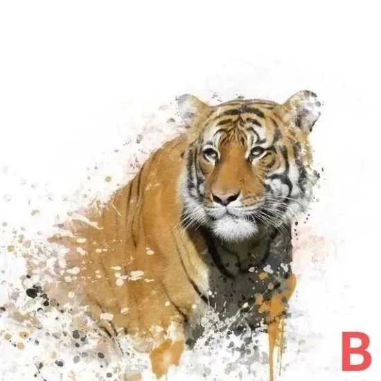 你觉得哪个老虎是深林之王，测测你<em>今年的财运</em>！