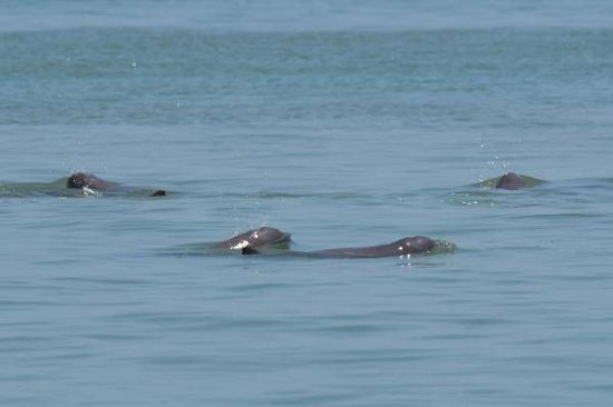 泰国湾海域发现短吻海豚和<em>中华白海豚</em>稀有物种