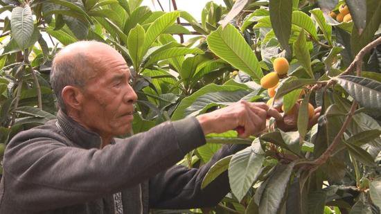 陕西耀州：特色果业成为乡村振兴“助推器”